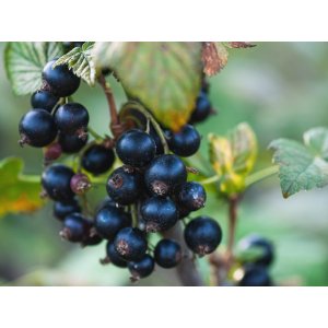 Ríbezľa čierna (Ribes nigrum) ´TIBEN´ - výška 70-100 cm, skorá, voľnokorenná - STROMČEKOVÁ/NA KMIENKU